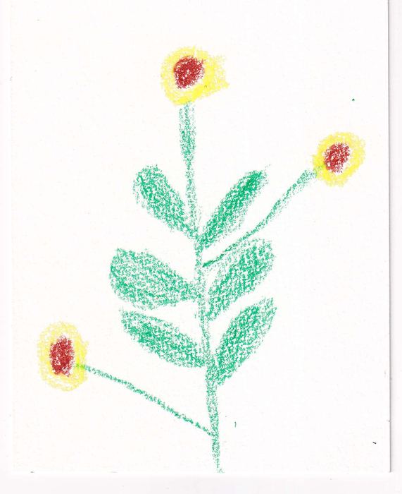 Pflanze mit drei gelbroten Blüten
