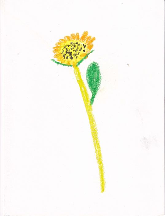 Sonnenblume