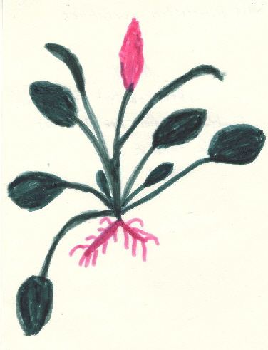 Pflanze mit rosa Knospe und Wurzeln